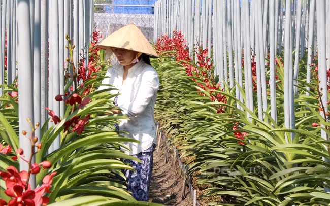Ho Chi Minh-Ville améliore sa capacité de production de plantes ornementales ảnh 2