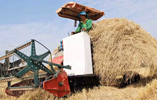 Une ferme étatique va exporter les pailles au Japon ảnh 2