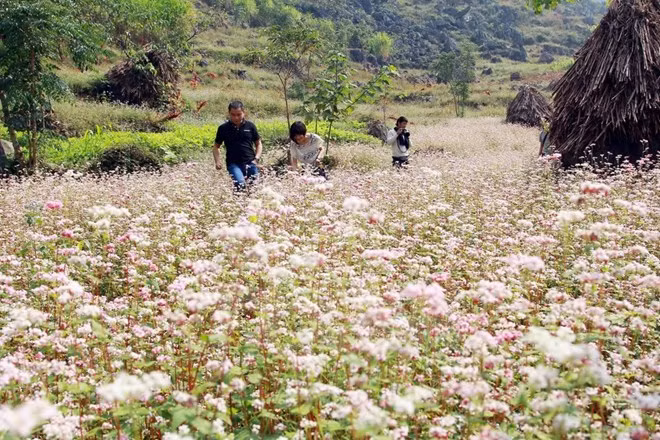 Ouverture de la fête des fleurs de sarrasin à Ha Giang ảnh 1