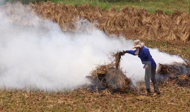 Une ferme étatique va exporter les pailles au Japon ảnh 1