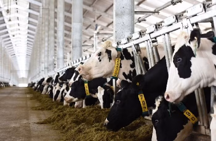 Le Vietnam exportera son premier lot de lait en Chine en octobre ảnh 1