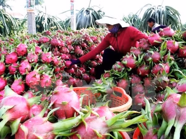 Efforts pour améliorer la qualité des fruits vietnamiens ảnh 1