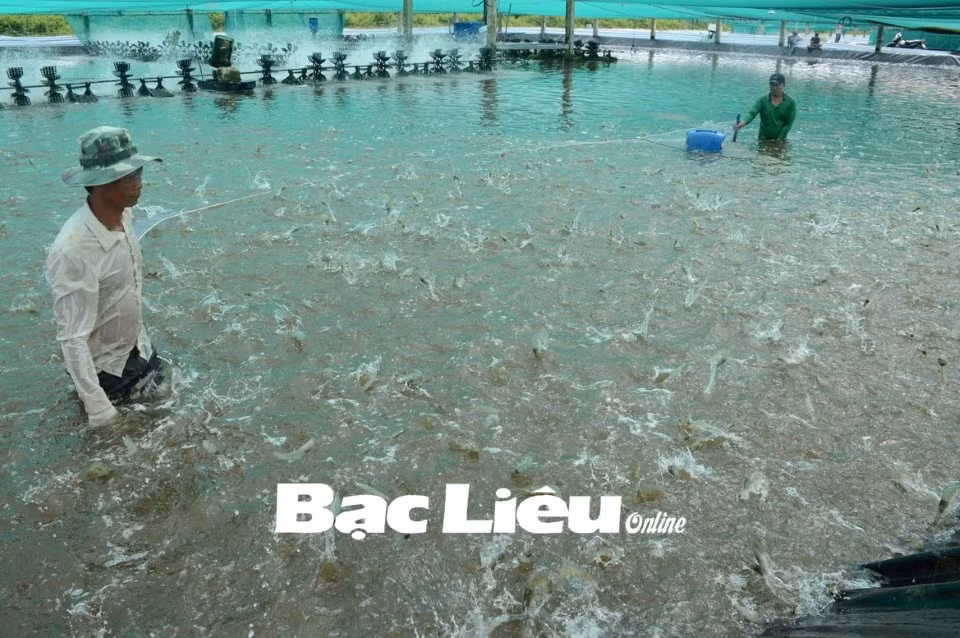 Bac Liêu compte porter à 60.000 ha le modèle de pénéiculture en association avec le riz ảnh 1