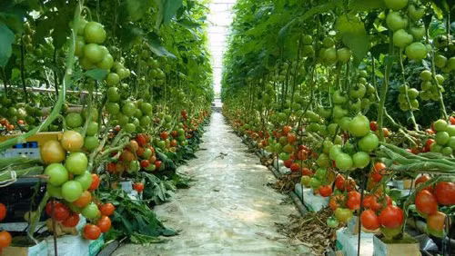 Vietnam-Japon: Accélérer la coopération commerciale dans le secteur agricole ảnh 1