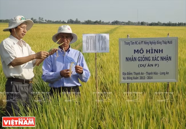 Nguyên Viêt Cuong et les variétés de riz pour les terres alunées de Dông Thap Muoi ảnh 2