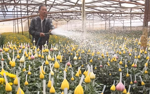 Stratégie du développement du secteur horticole de Dà Lat ảnh 1