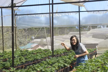 Tourisme agricole à Dalat ảnh 1