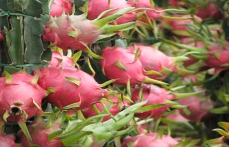 La Chine, premier consommateur de fruits et de légumes vietnamiens ảnh 1