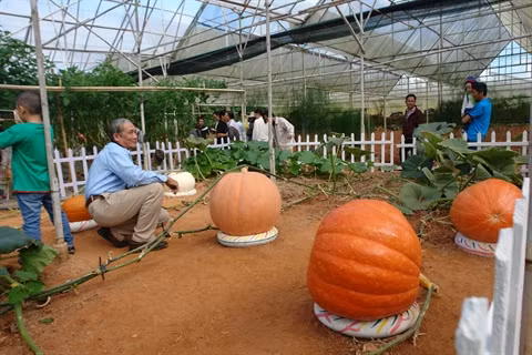 Les citrouilles géantes de Dà Lat attirent les curieux ảnh 1