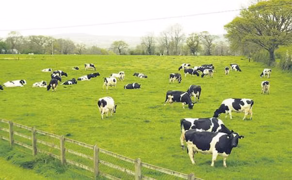 Foire Gulfood 2016 : Vinamilk signe un contrat de plusieurs millions de dollars ảnh 2