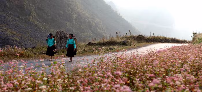 Hà Giang, la prairie en fleurs de sarrasin ảnh 1