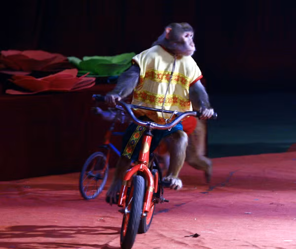 Le 2e festival international du cirque à Ho Chi Minh-Ville ảnh 1