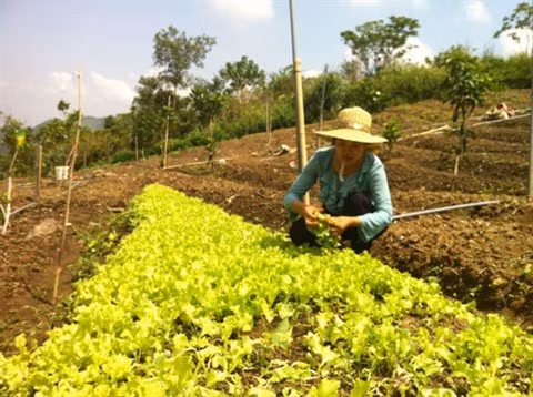 Une grande ferme de légumes bio en banlieue de Hanoï ảnh 1
