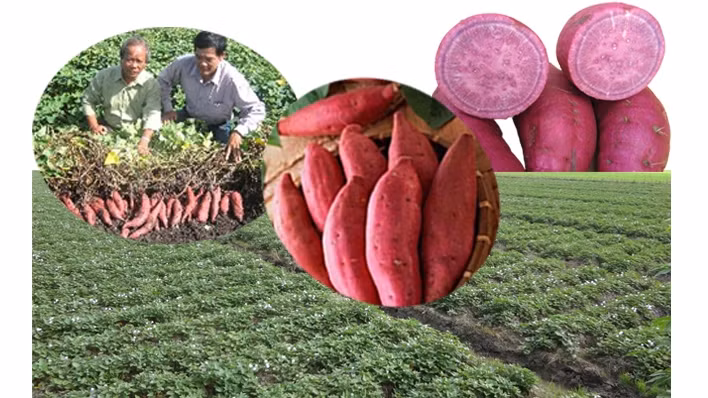 Pour accélérer l’exportation des produits agricoles vietnamiens vers l’Allemagne ảnh 1