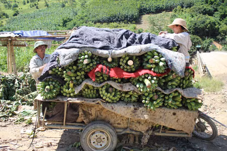 Nouvelle ruralité: Les agriculteurs frontaliers de Huôi Luông misent sur la bananiculture ảnh 2
