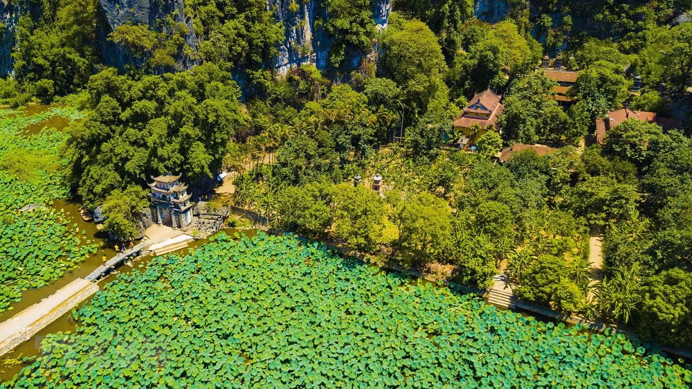 Tam Coc-Bich Dong à la saison des lotus ảnh 1