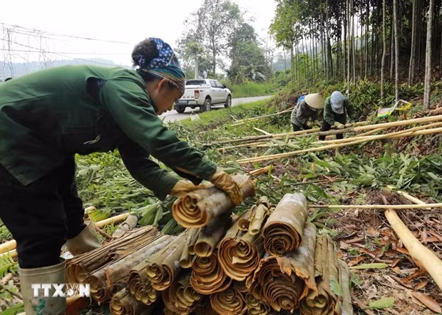 Le Vietnam s’efforce de rester le plus grand exportateur mondial de cannelle ảnh 1 Le Vietnam s’efforce de rester le plus grand exportateur mondial de cannelle ảnh 1