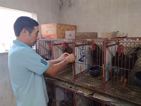 Coopération vietnamo-belge : développer l’élevage de races locales de poulets avec succès ảnh 2