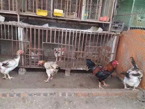 Coopération vietnamo-belge : développer l’élevage de races locales de poulets avec succès ảnh 1