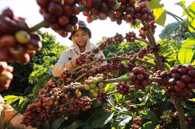 Le Vietnam exporte 1,36 million de tonnes de café en onze mois ảnh 1