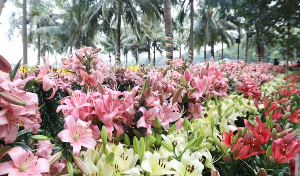Ouverture d’un festival de régions de floriculture à Hanoï ảnh 1