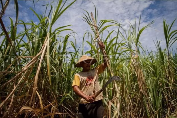 L'Indonésie prépare un million d'hectares pour construire des sucries ảnh 1