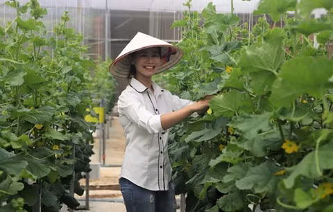 Un jeune couple fait fortune grâce à l’agriculture high-tech ảnh 1
