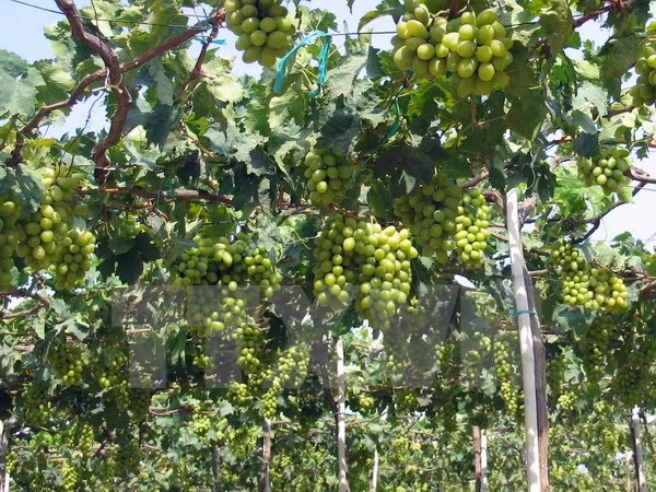 Festival de la Vigne, du Vin et de la Gastronomie de Ninh Thuan 2016 ảnh 1