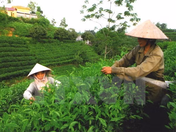 Les points forts de Thai Nguyen présentés aux entreprises américaines ảnh 1