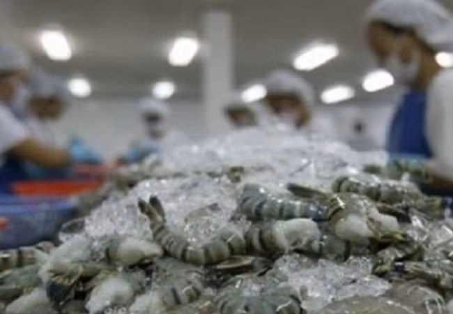 Les crevettes vietnamiennes aux Etats-Unis subissent une taxe antidumping élevée ảnh 1 Les crevettes vietnamiennes aux Etats-Unis subissent une taxe antidumping élevée ảnh 1