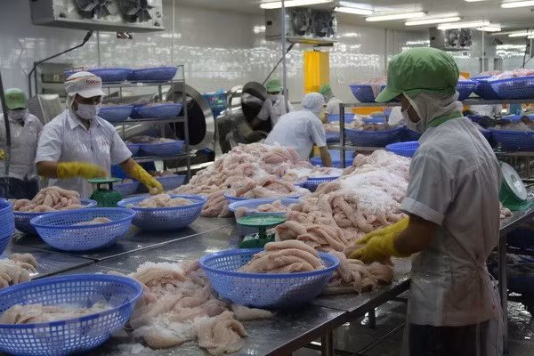 Augmentation des exportations de poissons tra vers la Chine ảnh 1