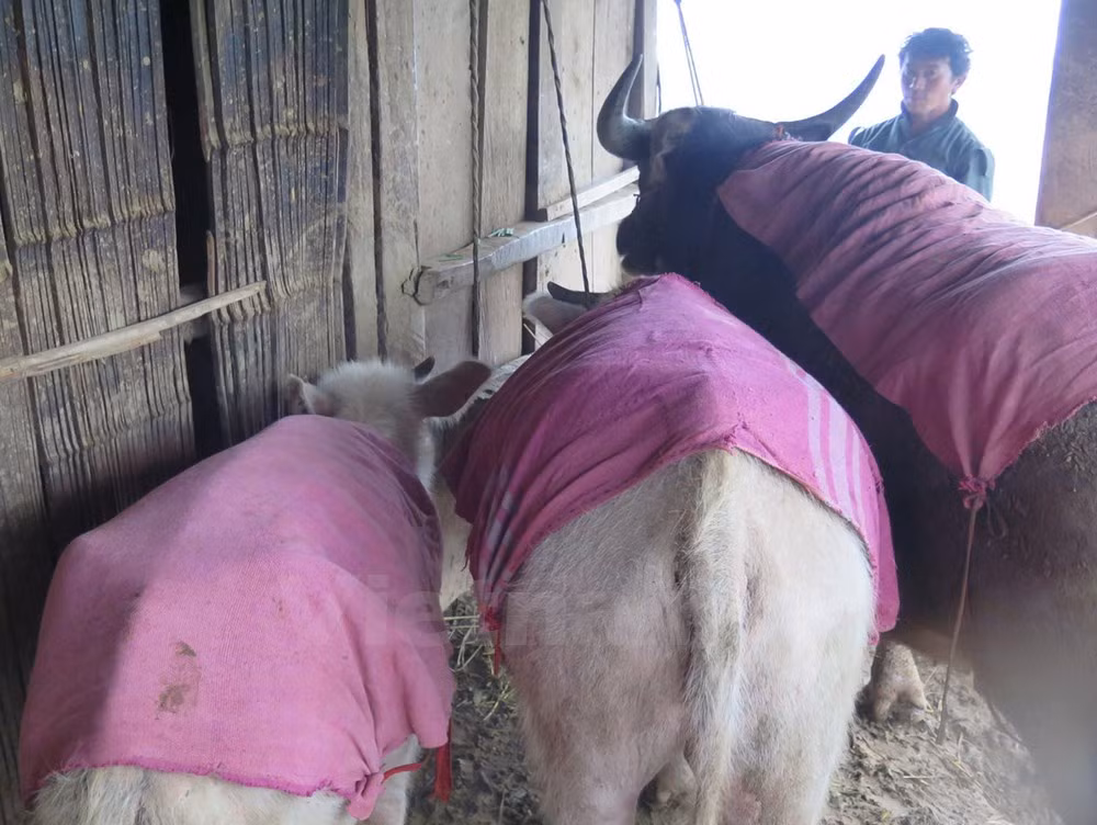 La vague de froid intense entraîne des pertes au Nord ảnh 1