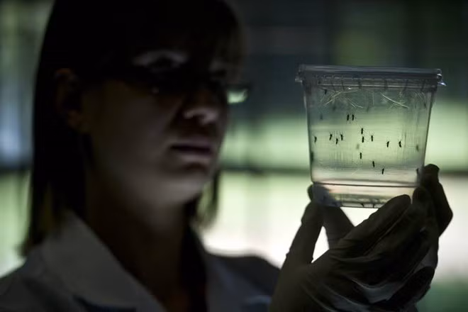 Aucun cas de virus Zika signalé au Vietnam ảnh 1