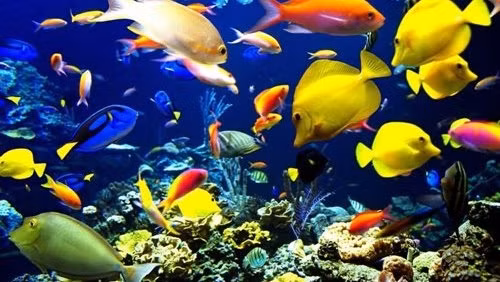 Le Vietnam et la Russie coopèrent dans l’étude sur la biodiversité des eaux au Centre ảnh 1