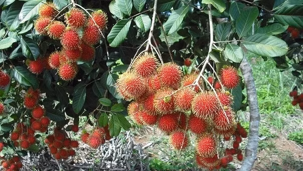 Le ramboutan de Vinh Long exporté en France ảnh 1