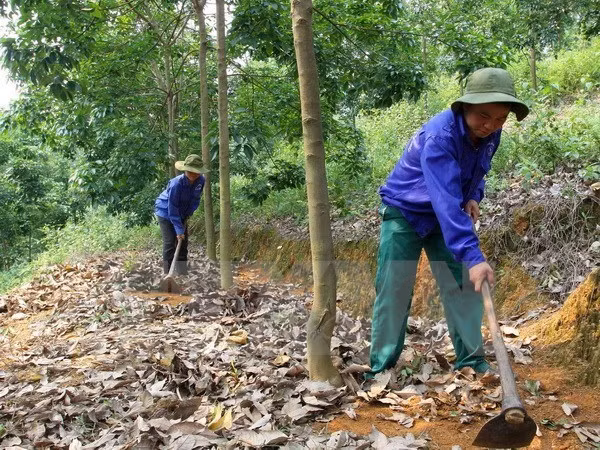 Le Vietnam continue de développer des projets de caoutchouc au Cambodge ảnh 1