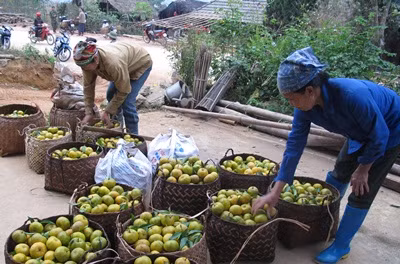 Bac Kan profite des avantages des produits protégés par l’indication géographique ảnh 1