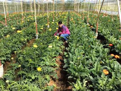 L’agriculture attire de plus en plus les investisseurs japonais ảnh 1