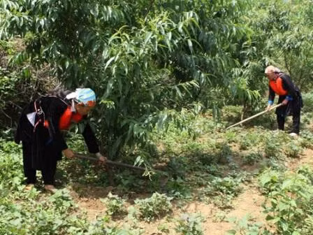 Faciliter l’accès au foncier forestier pour les ethnies minoritaires ảnh 1