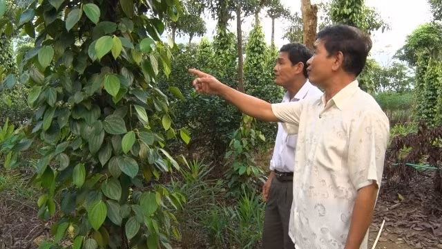 Le poivre de Quang Tri se prépare à l’enregistrement de son indication géographique ảnh 1