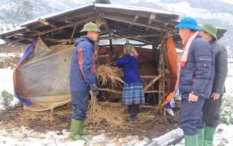 Froid et neige s’invitent sous les tropiques ảnh 3