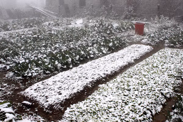 Lourdes pertes dans diverses localités à cause du froid ảnh 1
