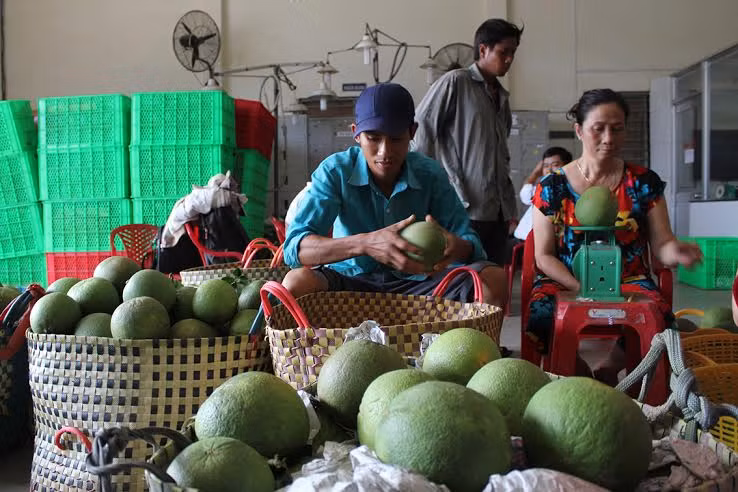 Les pamplemousses à écorce verte, la nouvelle "arme verte" de Bên Tre ảnh 2