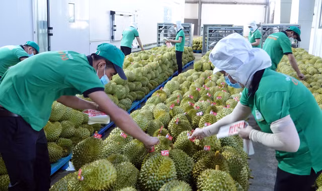 Le durian et la noix de coco devraient rejoindre le club des exportations "à 1 milliard de dollars" ảnh 2