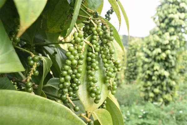 Exportations de poivre en hausse de 30% en cinq mois ảnh 1