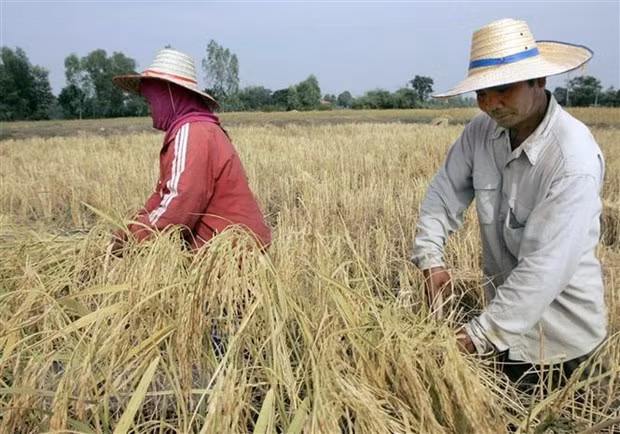 La production de riz de la Thaïlande pourrait chuter de 6 % à cause d'El Niño ảnh 1