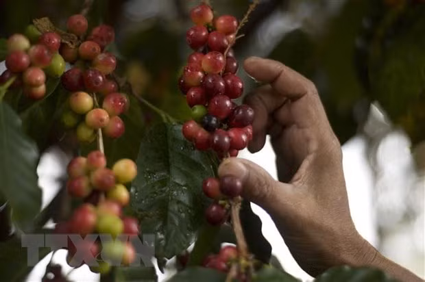 Un webinaire pour dynamiser le commerce Vietnam-Venezuela ảnh 1