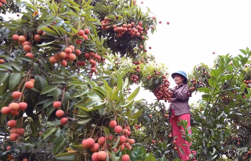 Bac Giang élabore trois scénarios d'écoulement des litchis dans le contexte du COVID-19 ảnh 2