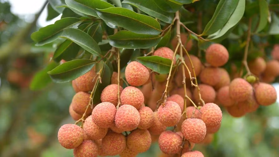 L’Australie, un marché prometteur pour le litchi frais vietnamien ảnh 1