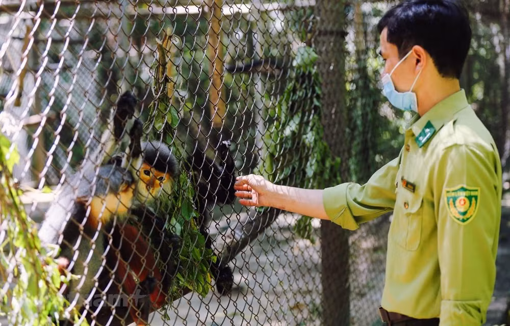 Centre de sauvetage et de conservation des espèces sauvages précieuses de Cuc Phuong ảnh 1